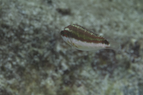 Thalassoma quinquevittatum, 2026-07-13