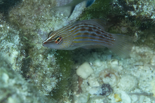 Pseudocheilinus octotaenia, 2026-07-13