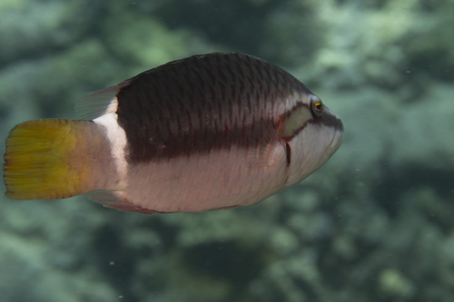 Oxycheilinus unifasciatus, 2026-07-13