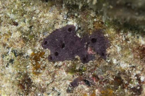 Chelonaplysilla violacea, 2026-07-13