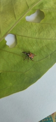 Strigapoderus