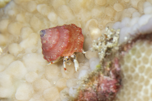 Calcinus laurentae observed 2026-07-13