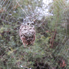 Caerostris sexcuspidata