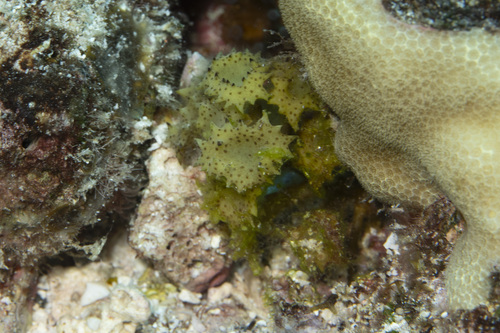 Turbinaria ornata observed 2026-07-13