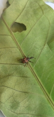 Strigapoderus