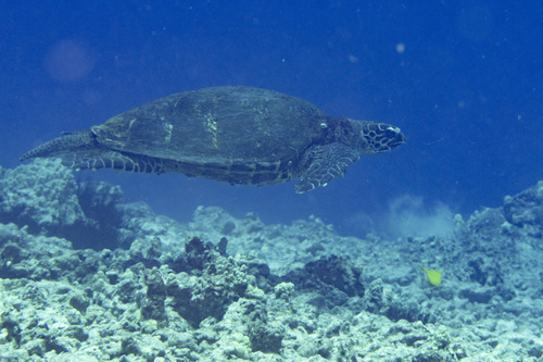 Eretmochelys imbricata, 2026-07-13