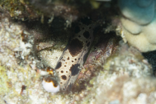 Scuticaria tigrina, 2026-07-13