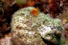 Salmacina australis