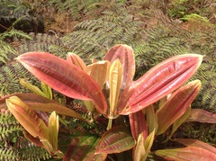 Miconia robinsoniana