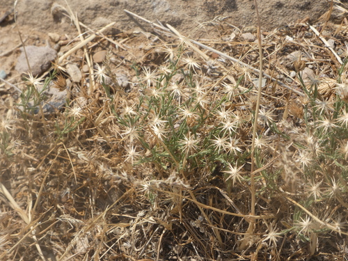 Heath-leaved Chaetopappa