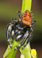 Phidippus princeps