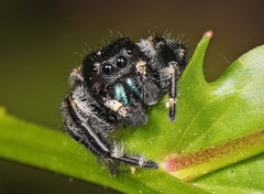 Phidippus princeps