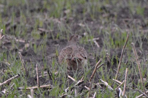 Gray Partridge