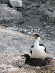 Leucocarbo bransfieldensis