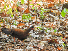 Galloperdix spadicea
