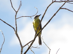 Tyrannus albogularis