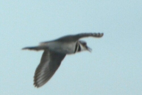 Killdeer