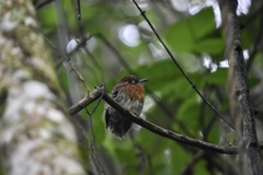 Malacoptila mystacalis