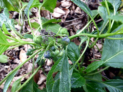 Lobelia physaloides