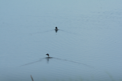 Common Goldeneye