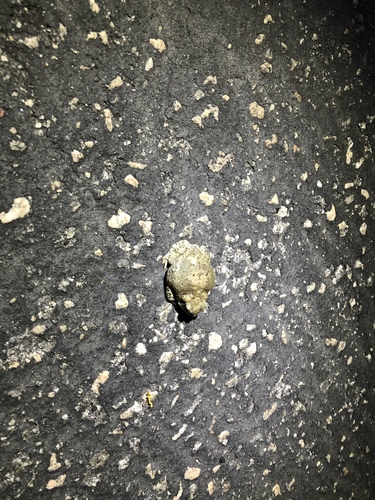 iNaturalist observation photo of Red-spotted Toad