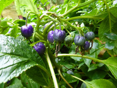 Lobelia physaloides