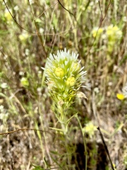 Castilleja lineariloba
