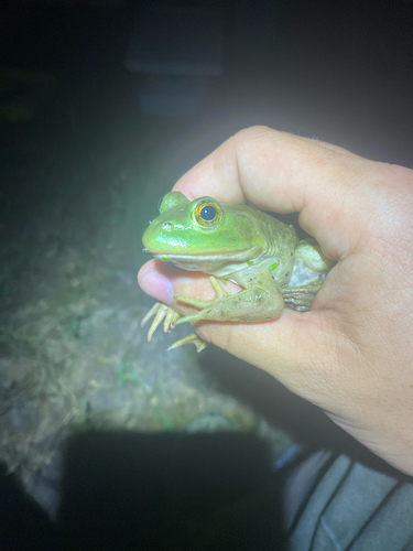 American Bullfrog
