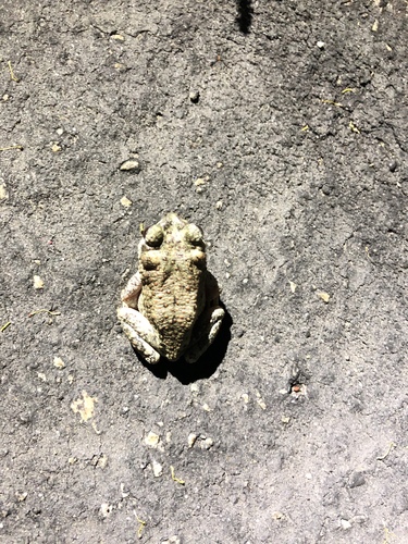iNaturalist observation photo of Red-spotted Toad
