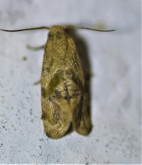 Platphalonidia felix