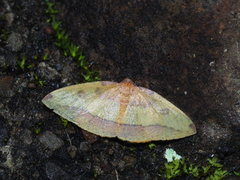 Heterolocha coccinea