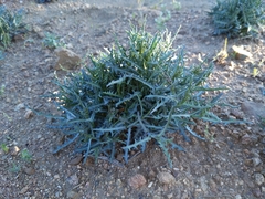 Stephanomeria parryi