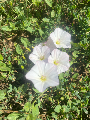 field bindweed