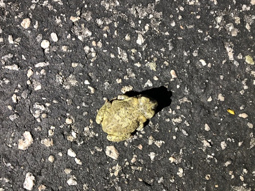 iNaturalist observation photo of Red-spotted Toad