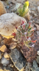 Langloisia setosissima