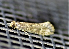 Haplotinea insectella