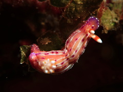 Hypselodoris maculosa