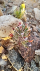 Langloisia setosissima