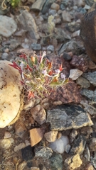 Langloisia setosissima