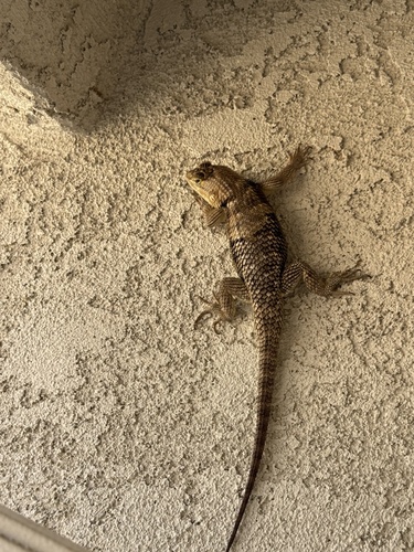 Desert Spiny Lizard