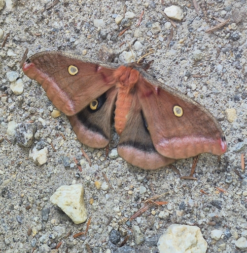 Polyphemus Moth