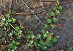 Chamaecrista kunthiana