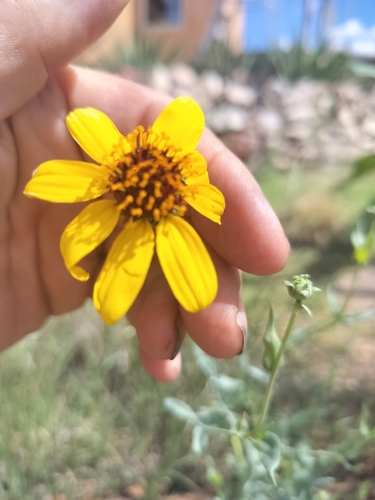 Helianthus ciliaris