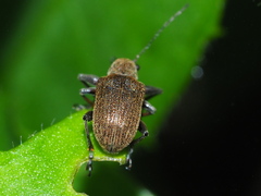 Fidia fulva