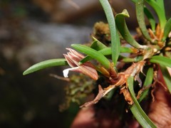 Maxillaria uncata
