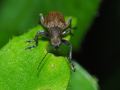Fidia fulva