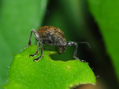 Fidia fulva