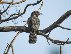 Eudynamys scolopaceus