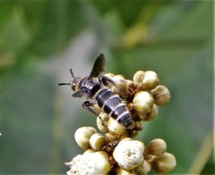 Campsomeriella