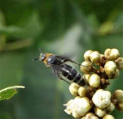 Campsomeriella
